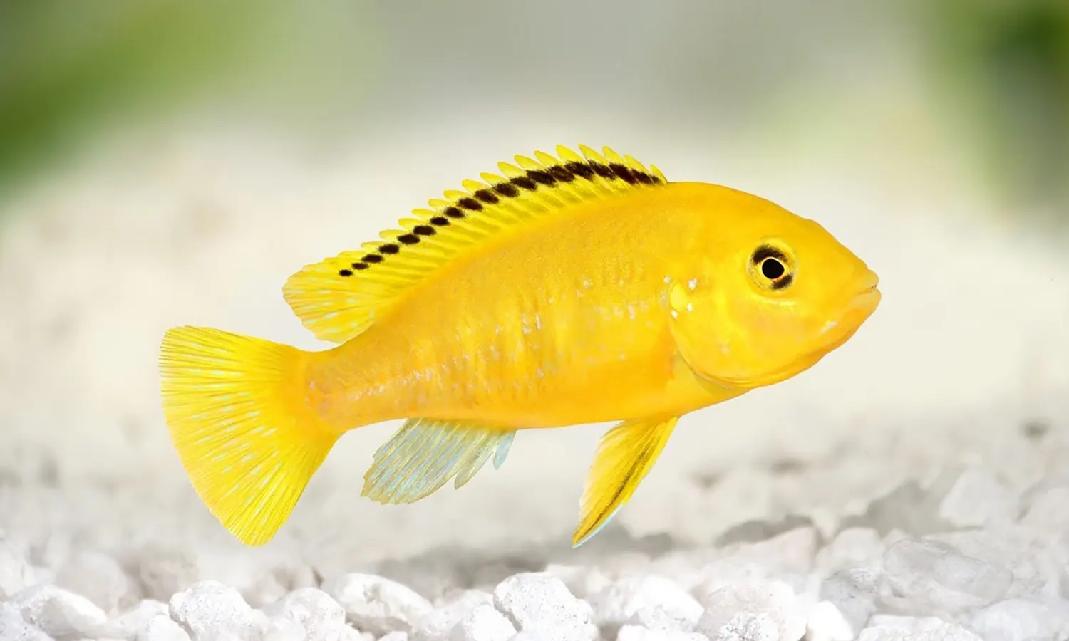 Ikan Lemon: Jenis, Ciri, Klasifikasi, Makanan, Habitat dan Cara Merawatnya